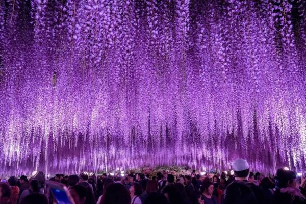 あしかがフラワーパーク「大藤まつり2024」大藤棚や白藤トンネルなど350本以上が咲く絶景