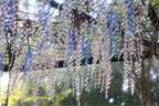 「クリスタルガラス 藤の花」箱根ガラスの森美術館で、“紫＆虹色に輝く”400房のフラワーオブジェ