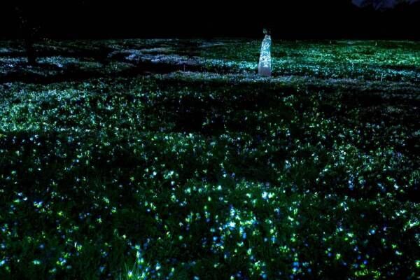 「チームラボ ボタニカルガーデン 大阪」ネモフィラの花が輝く展示、夜の植物園で光＆音が伝播