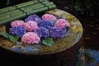 ホテル椿山荘東京、可憐な紫陽花が水に漂う庭園演出「紫陽花の花手水」紫陽花モチーフの限定スイーツも