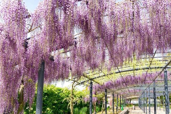 万博記念公園「藤まつり」初開催、約80mにわたる“藤のカーテン”＆“藤の花”イメージ限定スイーツも