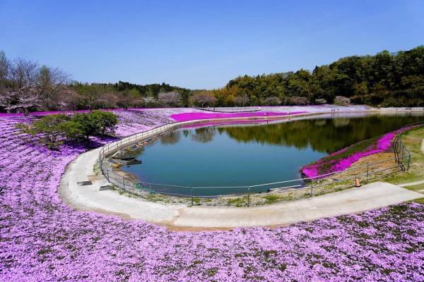 東京ドイツ村に春の花々が開花 - 数万株の芝桜やネモフィラ、リビングストンデイジーが見頃に