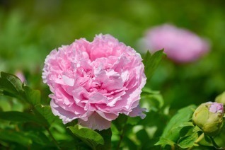 茨城“世界最大級”の「つくば牡丹園」約6万株の牡丹＆シャクヤク、池の水面に浮かぶ花々も