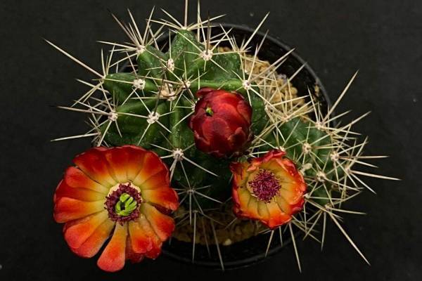 多肉植物の専門店「鶴仙園」が表参道ヒルズに限定出店、大小様々な300鉢以上が集結