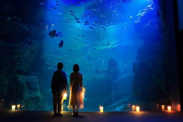 京都水族館「夜のすいぞくかん」幻想的な照明で演出、夜にしか見られないペンギンやオットセイの寝顔も