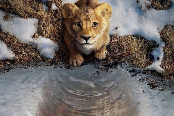 映画『ライオン・キング：ムファサ』シンバの父・ムファサ王の“始まりの物語”日本公開決定