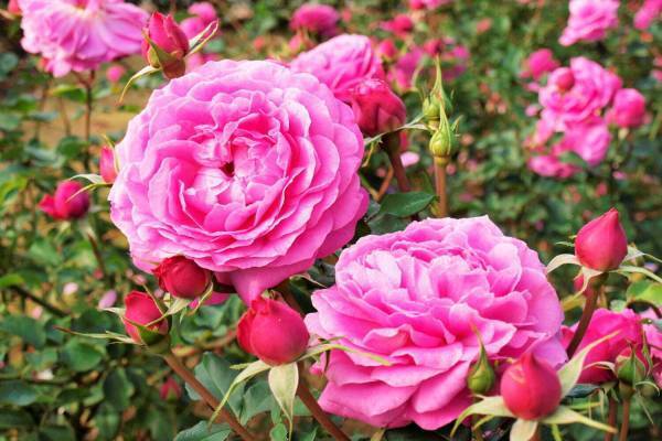 大阪・万博記念公園「春のローズフェスタ」華やかな“春バラ”約250品種・2,400株の絶景