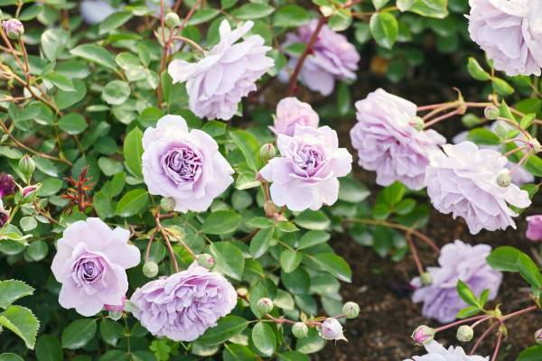 「いばらきフラワーパーク」春バラ900品種9,000株、“グラデーションカラー”バラのトンネルなど