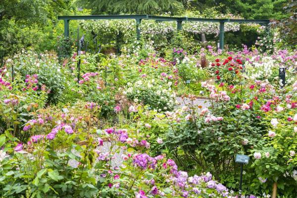 「練馬区立 四季の香 ローズガーデン」の春バラフェス、多彩に咲き誇る全337品種