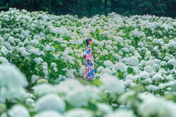 広島・フラワーヴィレッジ 花夢の里「あじさいとタチアオイの丘」一面アナベルが咲く白い花畑など