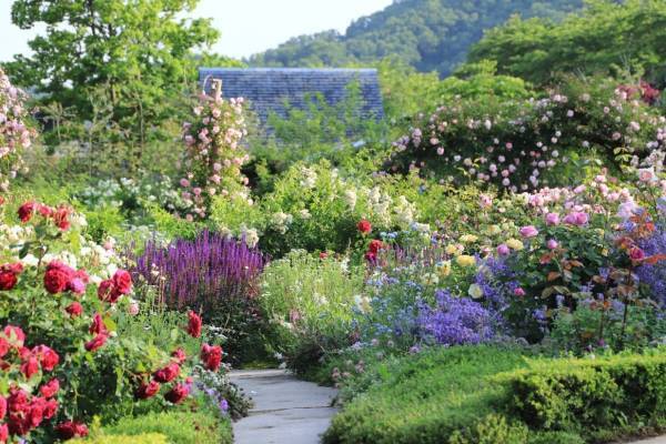 滋賀「イングリッシュガーデン ローザンベリー多和田」バラ庭園が見頃に、バラのトンネルを駆ける鉄道も