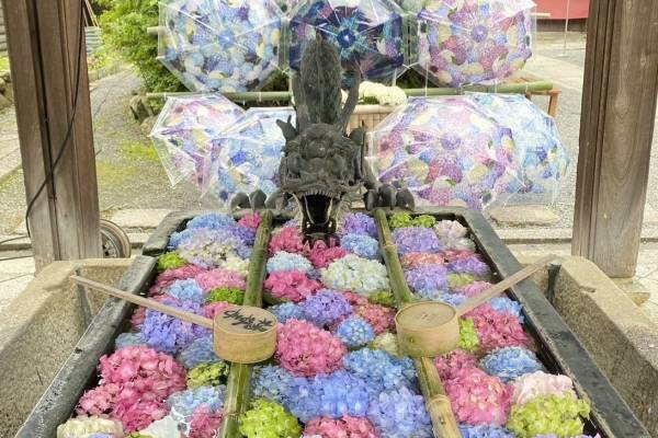「あじさいウイーク」京都・柳谷観音 楊谷寺に約5,000株のあじさい、カラフル“花手水”も