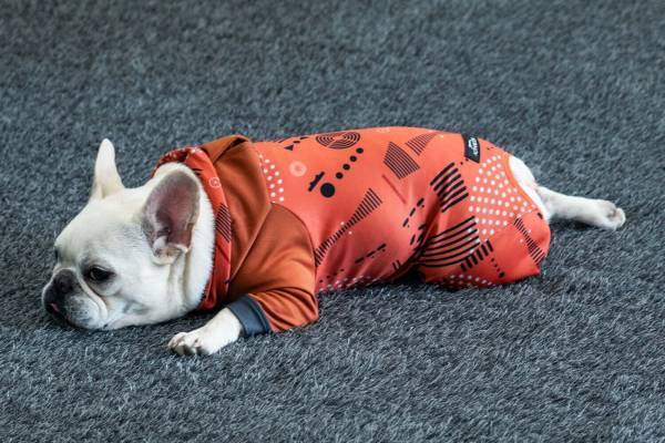 札幌発ドッグウェア「アルファアイコン」東京・自由が丘に路面店オープン、高機能ウェアやこだわりフード