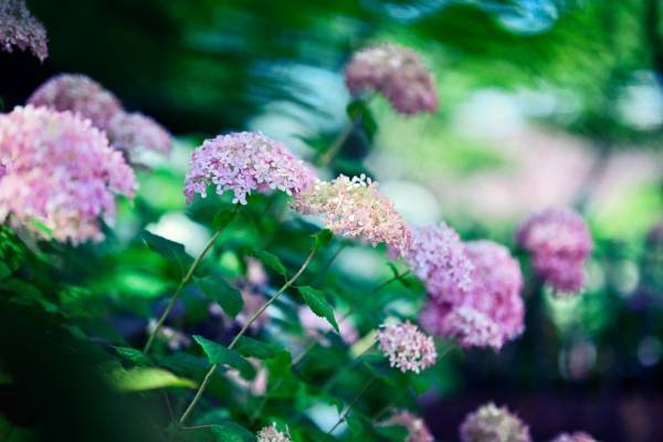 神戸布引ハーブ園「アジサイ」が見頃に、“古城”展望テラス＆林の小径で約1,500株の紫陽花を観賞
