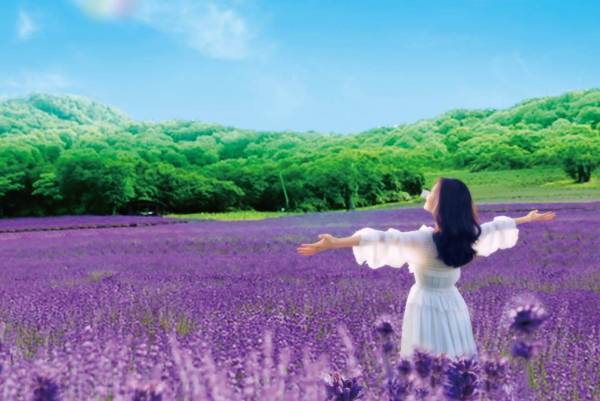 群馬県沼田市「たんばらラベンダーパーク」約5万株のラベンダーが見頃に、24年の営業開始