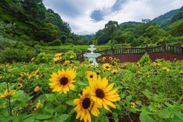 熱海のフラワーガーデン「アカオ フォレスト」ヒマワリやルドベキアなど夏の花々が咲き誇るサマーイベント