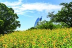 大阪「万博記念公園 ひまわりフェスタ」約12,000本が咲き誇る絶景、珍しい色のヒマワリも