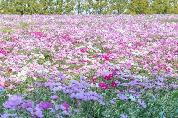 広島県世羅町「フラワーヴィレッジ 花夢の里」見頃迎えたコキアやコスモスが織りなす花々の絶景
