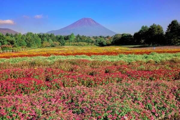 山梨・富士本栖湖リゾート「虹の花まつり」15品種約8万株、色彩豊かな花々と富士山の競演