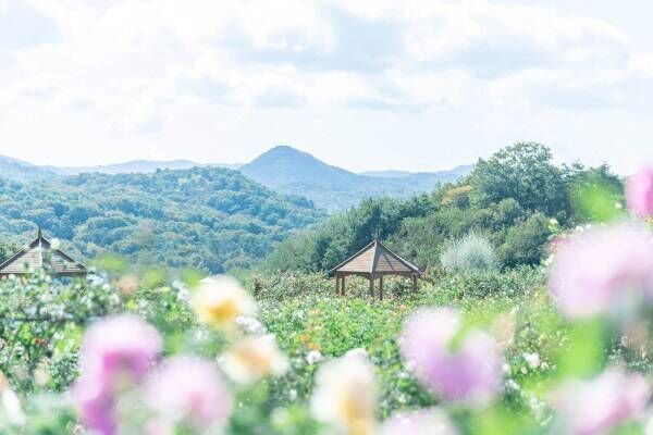 広島・世羅の世羅高原花の森で「秋ローズと花のガーデン」様々なイングリッシュローズや秋の花が開花