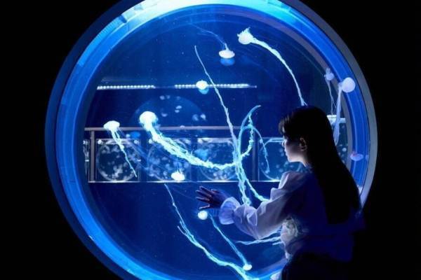 都市型水族館「アオアオ サッポロ」月＆クラゲを楽しむ秋イベント、“お月見”風クロワッサンサンドも