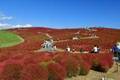 茨城・国営ひたち海浜公園“コキア”の紅葉、丘を真っ赤に染める約4万本