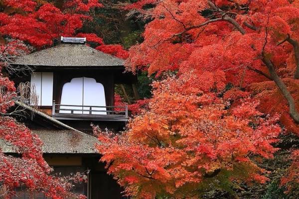 横浜「三溪園」紅葉ライトアップ、”古建築×紅葉”の幻想的な庭園を楽しむ