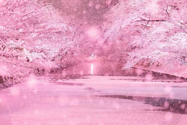 「冬に咲くさくらライトアップ」雪とイルミネーションの幻想的な冬景色、“桜の名所”青森・弘前公園で