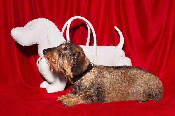 トム ブラウン、“犬のヘクター”型バッグ30色がドーバー ギンザに集結