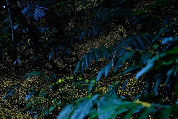 星野リゾート 西表島ホテル「ヤエヤマヒメボタル観賞ツアー」幻想的な“森のイルミネーション”空間