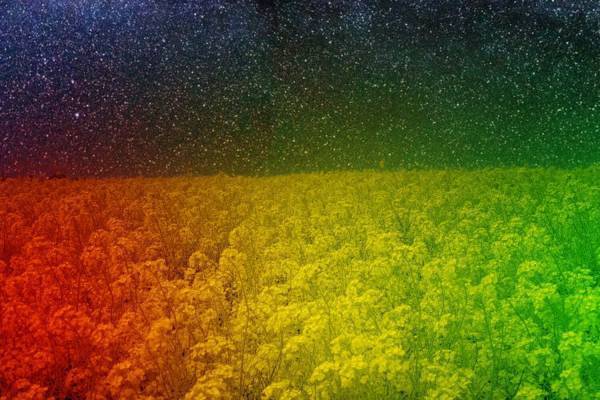 横須賀「ソレイユの丘 ナノハナイルミネーション」菜の花畑や観覧車を幻想的にライトアップ