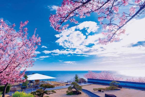 熱海のフラワーガーデン「アカオ フォレスト」で一足早い花見イベント、早咲きの“あたみ桜”など次々開花