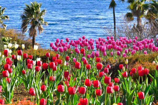伊豆・ニューヨークランプミュージアム＆フラワーガーデン、カラフルな冬のチューリップが見頃に
