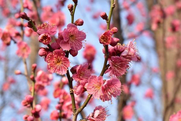「せたがや梅まつり」約650本の梅が咲き誇る東京・羽根木公園の花見イベント、“梅”グルメの売店も