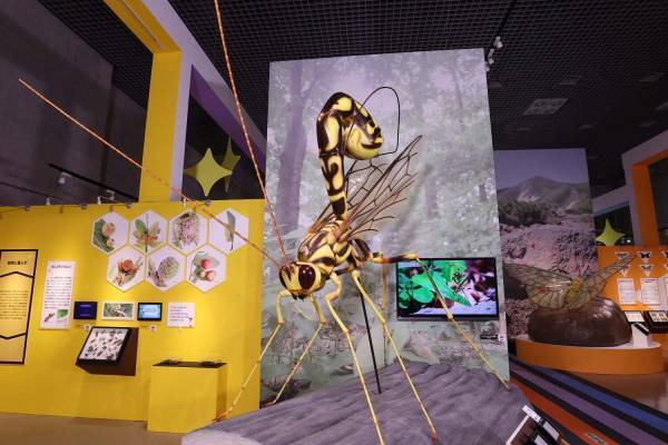 特別展「昆虫 MANIAC」大阪市立自然史博物館で、カブトムシやクモなど昆虫のマニアックな魅力に迫る