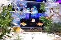 企画展「金魚と幻想の銀世界」アートアクアリウム美術館 GINZAで、金魚と光が織りなす冬景色
