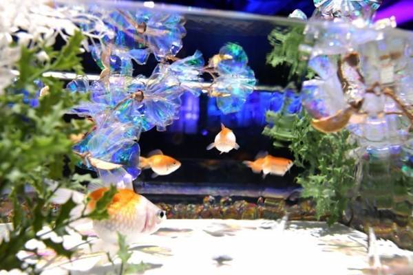 企画展「金魚と幻想の銀世界」アートアクアリウム美術館 GINZAで、金魚と光が織りなす冬景色