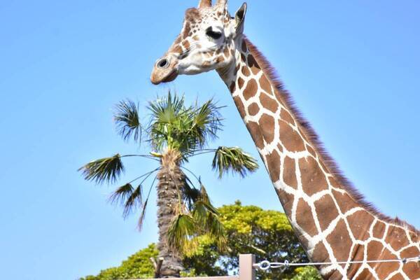 伊豆シャボテン動物公園に「サバンナエリア」大型動物から小動物まで、キリンと同じ目線のウッドデッキも
