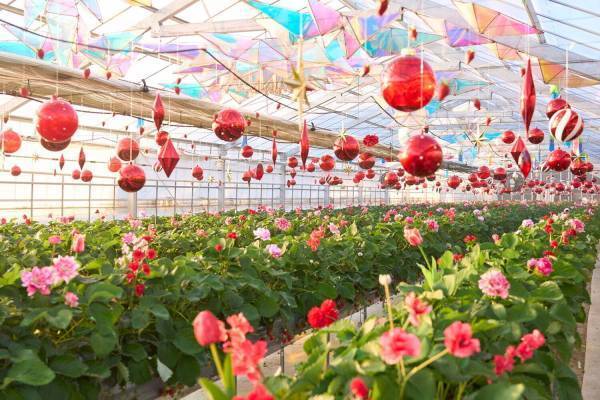 千葉・京成バラ園「オズの国のストロベリーハント」オズの魔法使いに着想を得た空間でいちご狩り