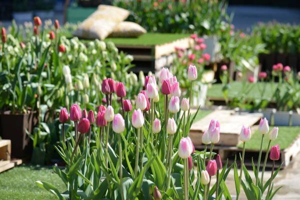 埼玉・メッツァビレッジ、冬に咲き誇る“アイスチューリップ”の限定テラスがオープン