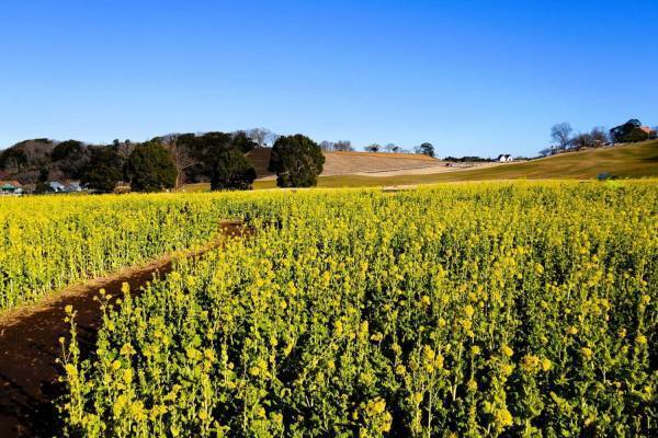 東京ドイツ村の早咲き「菜の花」約250万本が見頃に、一足先に春を感じるイエローの絶景