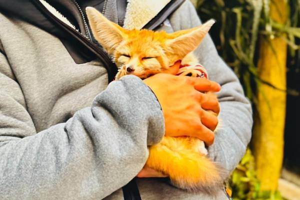 【開催中止】「ナニコレ?!かわいい珍獣展3」福岡・博多にキュートな珍獣集結、フェネック抱っこ体験も