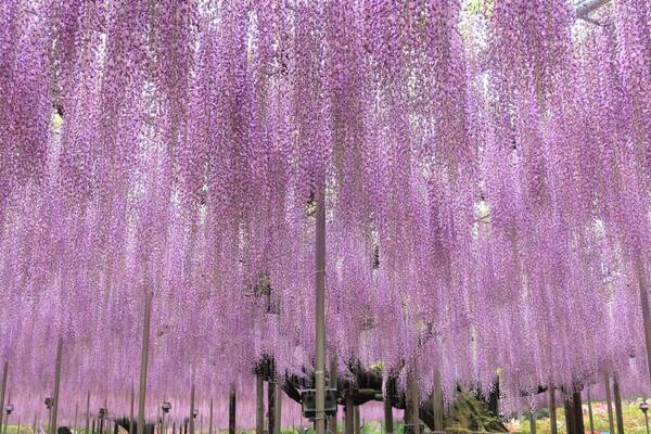 栃木あしかがフラワーパーク「ふじのはな物語」大藤棚など350本以上咲く絶景、夜はライトアップも
