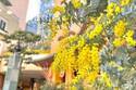 黄色に染まる「ミモザフェスタ」川崎・ラ チッタデッラで、春を感じる限定グルメ＆スイーツも