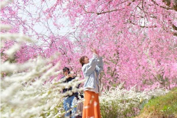広島・世羅高原農場「さくら祭り」しだれ桜や菜の花が咲き誇る春イベント