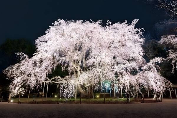 駒込・六義園の夜桜ライトアップ、幻想的なしだれ桜や和歌をイメージしたプロジェクション映像