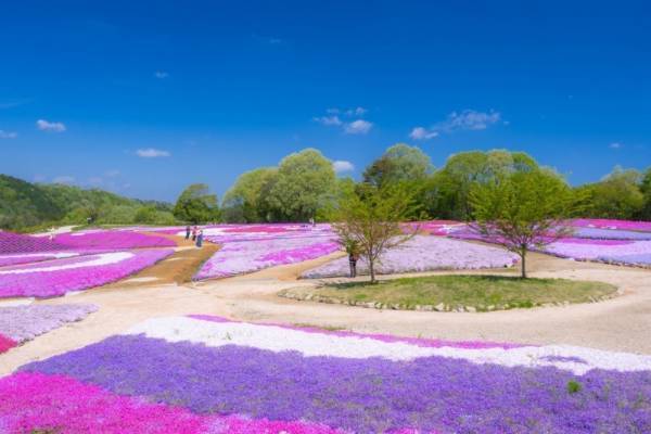広島・フラワーヴィレッジ 花夢の里「芝桜とネモフィラの丘」広大な丘一面を覆い尽くす芝桜＆ネモフィラ