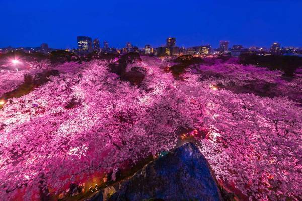 春の花見イベント「福岡城さくらまつり」約1,000本の桜をライトアップした幻想的空間