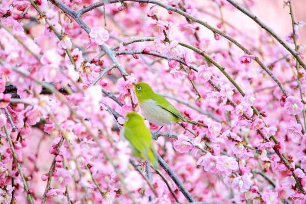 三重「鈴鹿の森庭園」約200本の梅が3月中旬から見頃に、しだれ梅＆霧の夜間ライトアップも