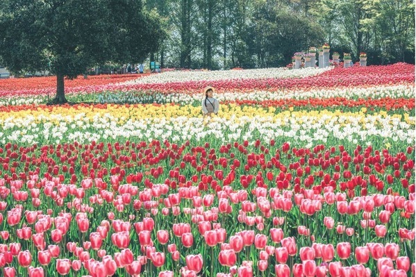 広島・世羅高原農場「チューリップ祭」約75万球のチューリップが咲き誇る春イベント